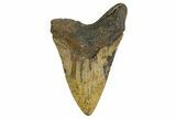 Serrated, Fossil Megalodon Tooth - North Carolina #338603-2